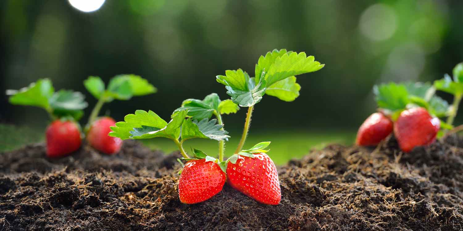 Strawberry Farming- Greenlife Crop Protection Africa