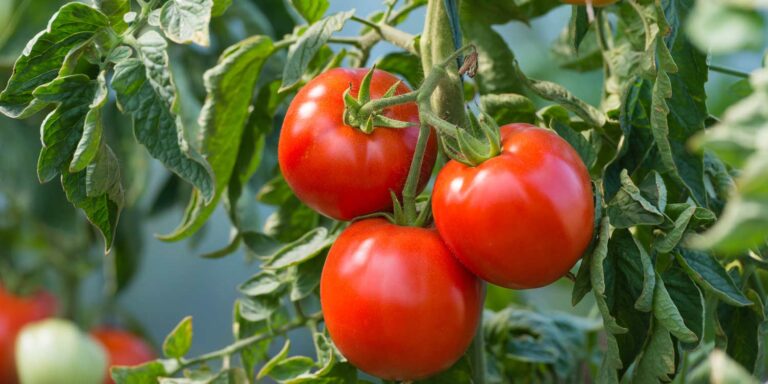 Blossom drop is a disorder found in tomatoes, but may also affect peppers, beans and other vegetables.
