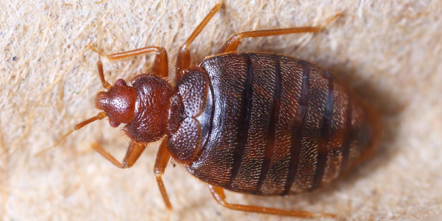 Common Bedbug