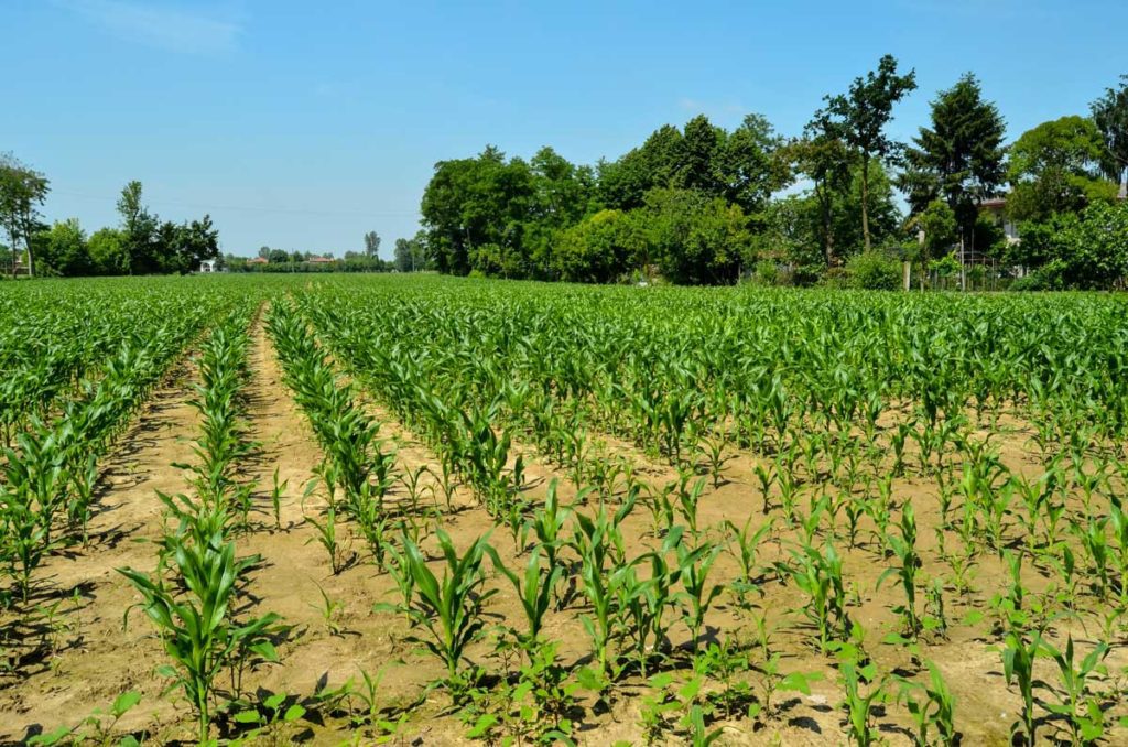 Expert Guide to Maize Farming in Kenya