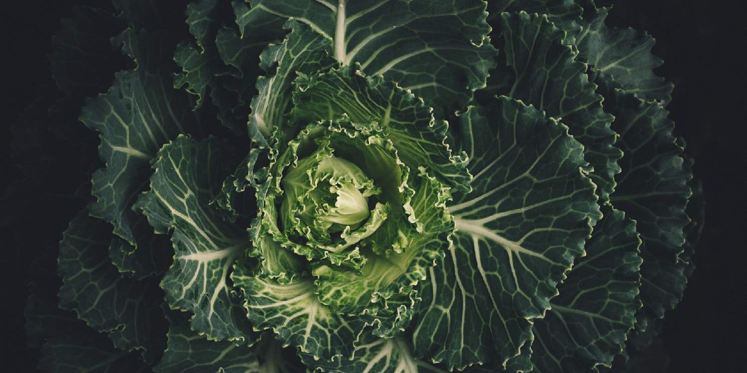 Brassica (Cabbages/Kales)- Greenlife Crop Protection Africa