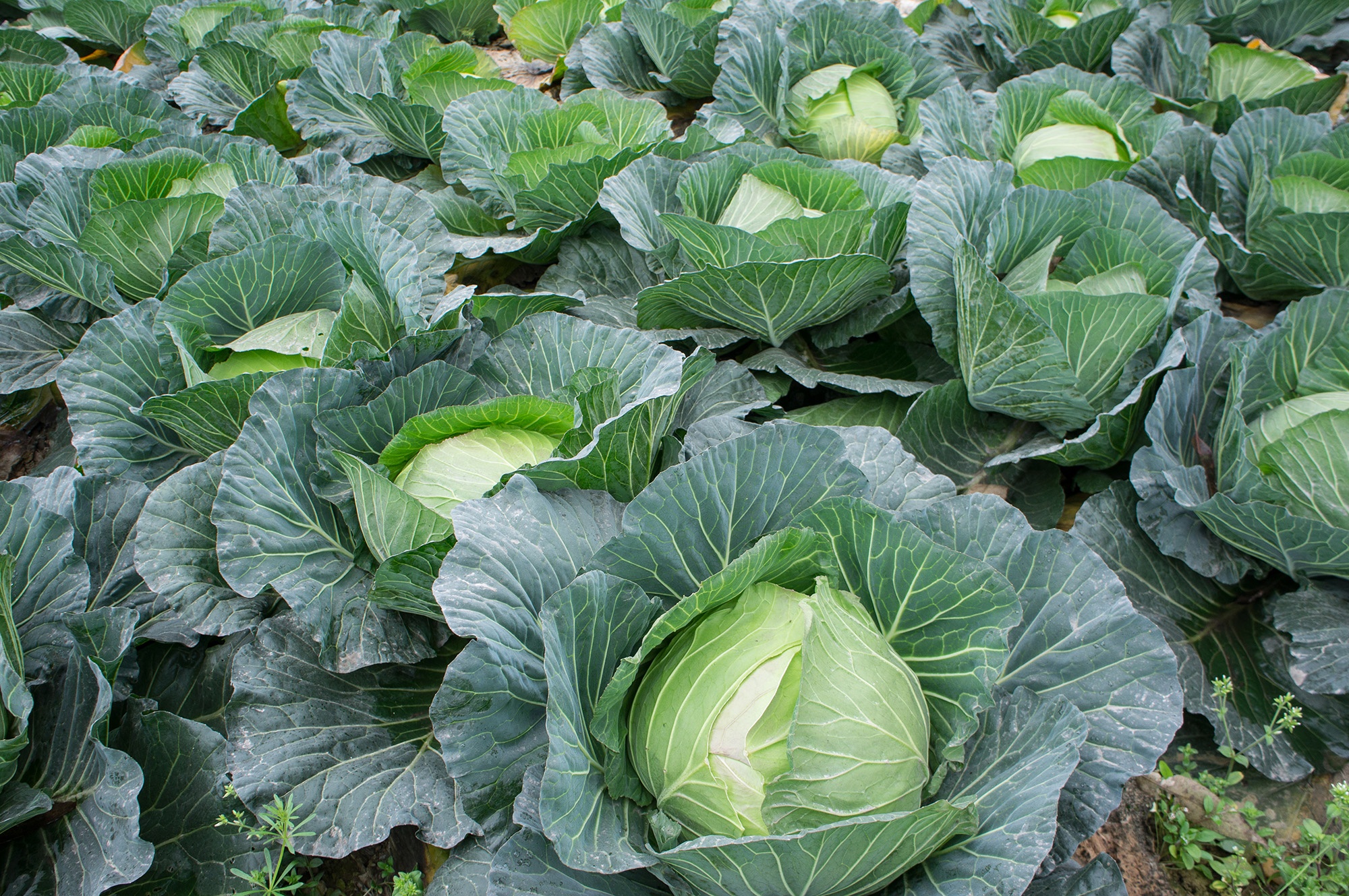 Cabbage Planting Guide- Greenlife Crop Protection Africa