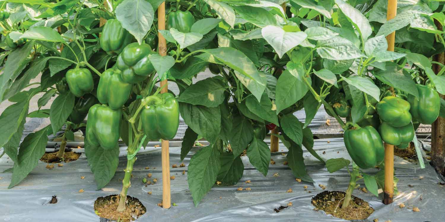The A-Z of Capsicum Farming- Greenlife Crop Protection Africa