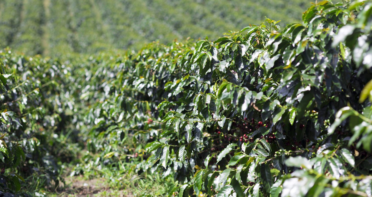 Coffee Weed Management Greenlife 2024 Update