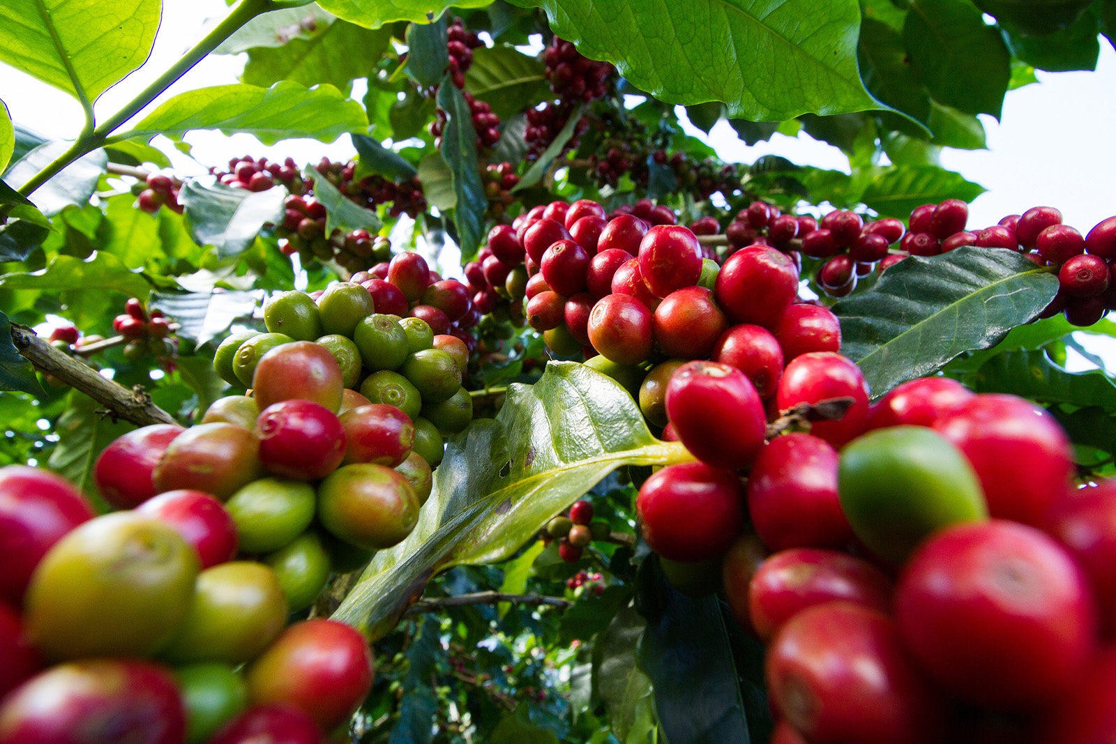 Coffee variety and seasonality- Greenlife Crop Protection Africa