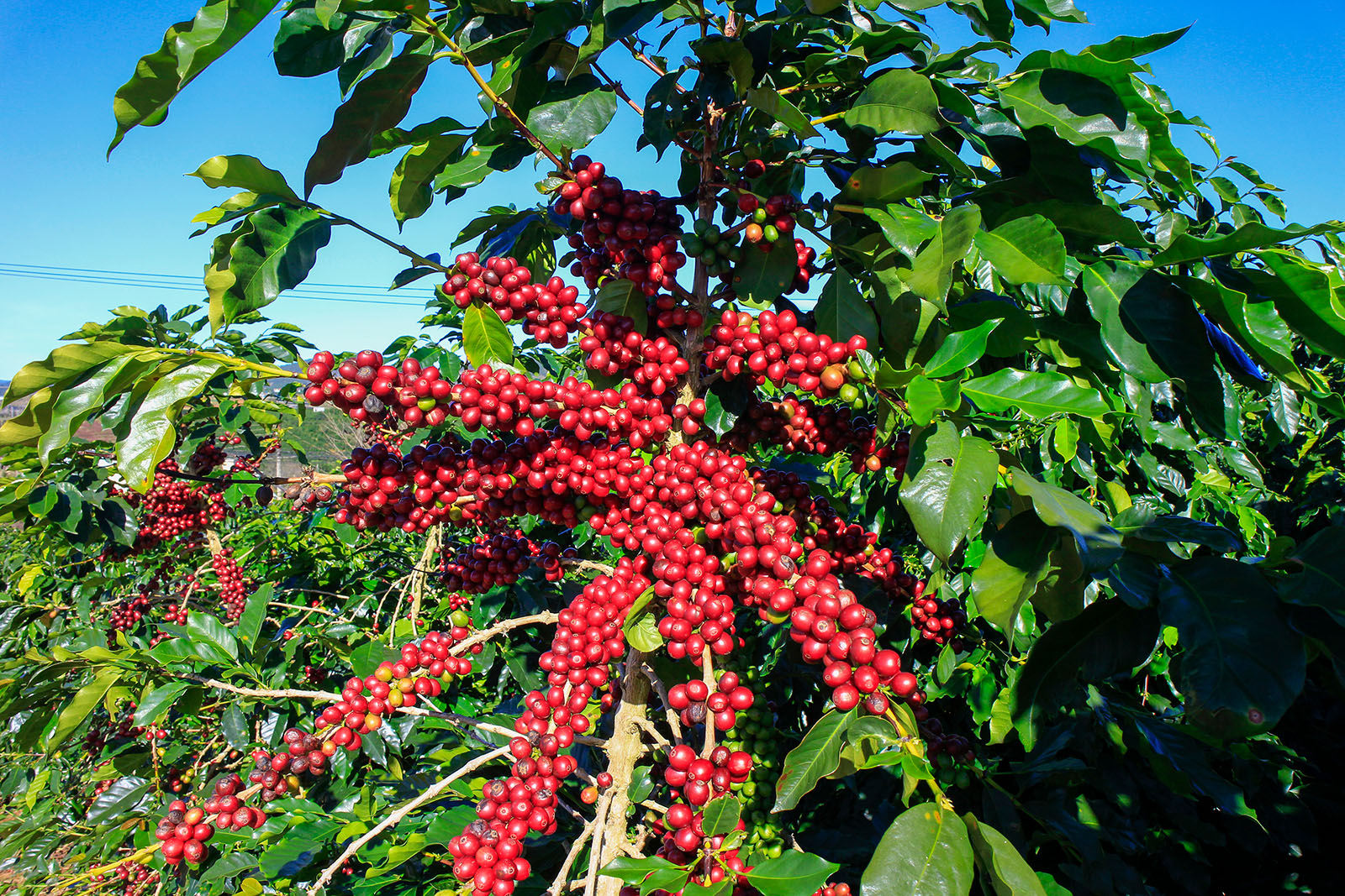 Coffee feeding- Greenlife Crop Protection Africa