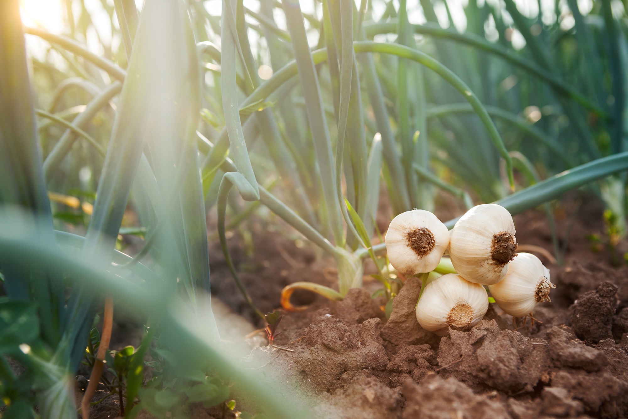 Garlic farming in Kenya- Greenlife Crop Protection Africa