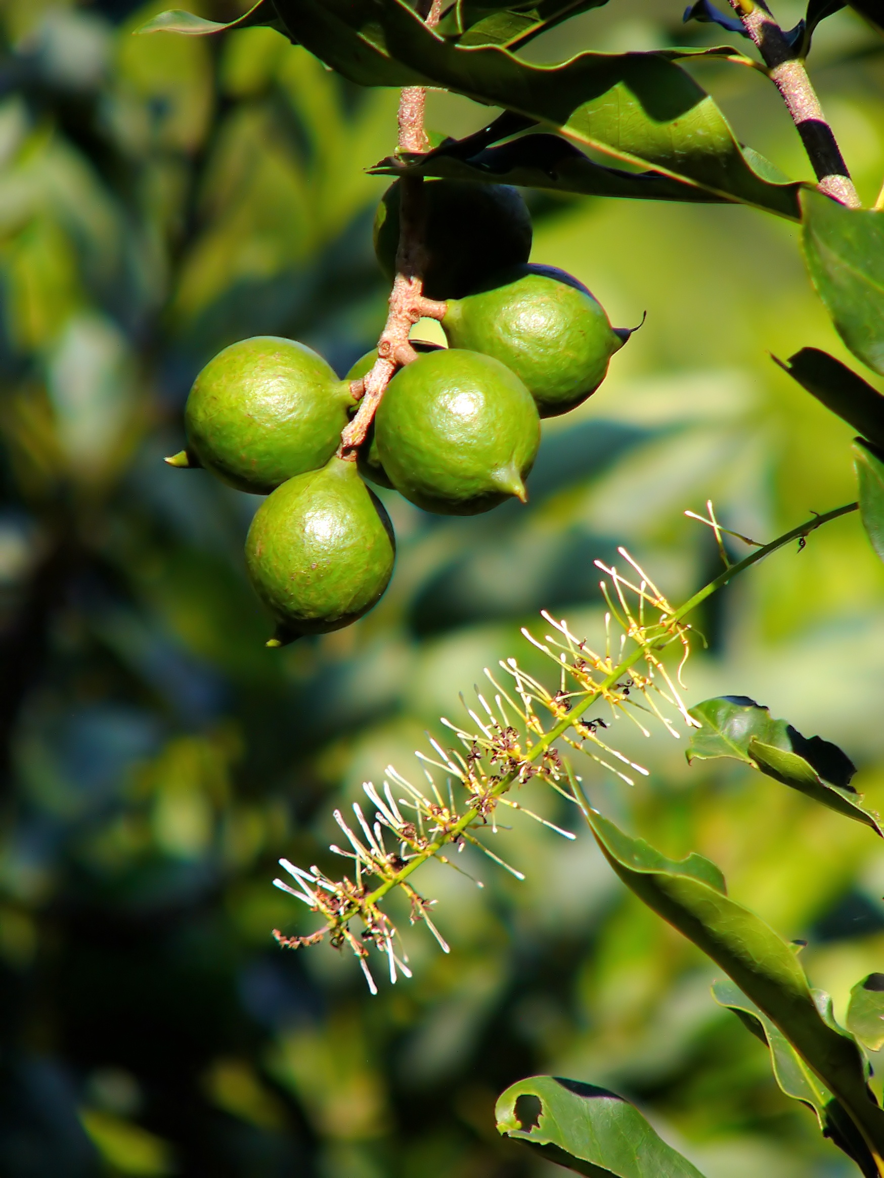Macadamia farming- Greenlife Crop Protection Africa