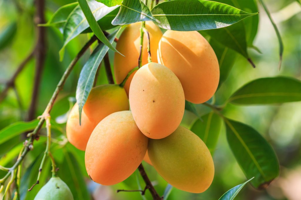 Mango Farming Beginner Guide Greenlife 2024 Update