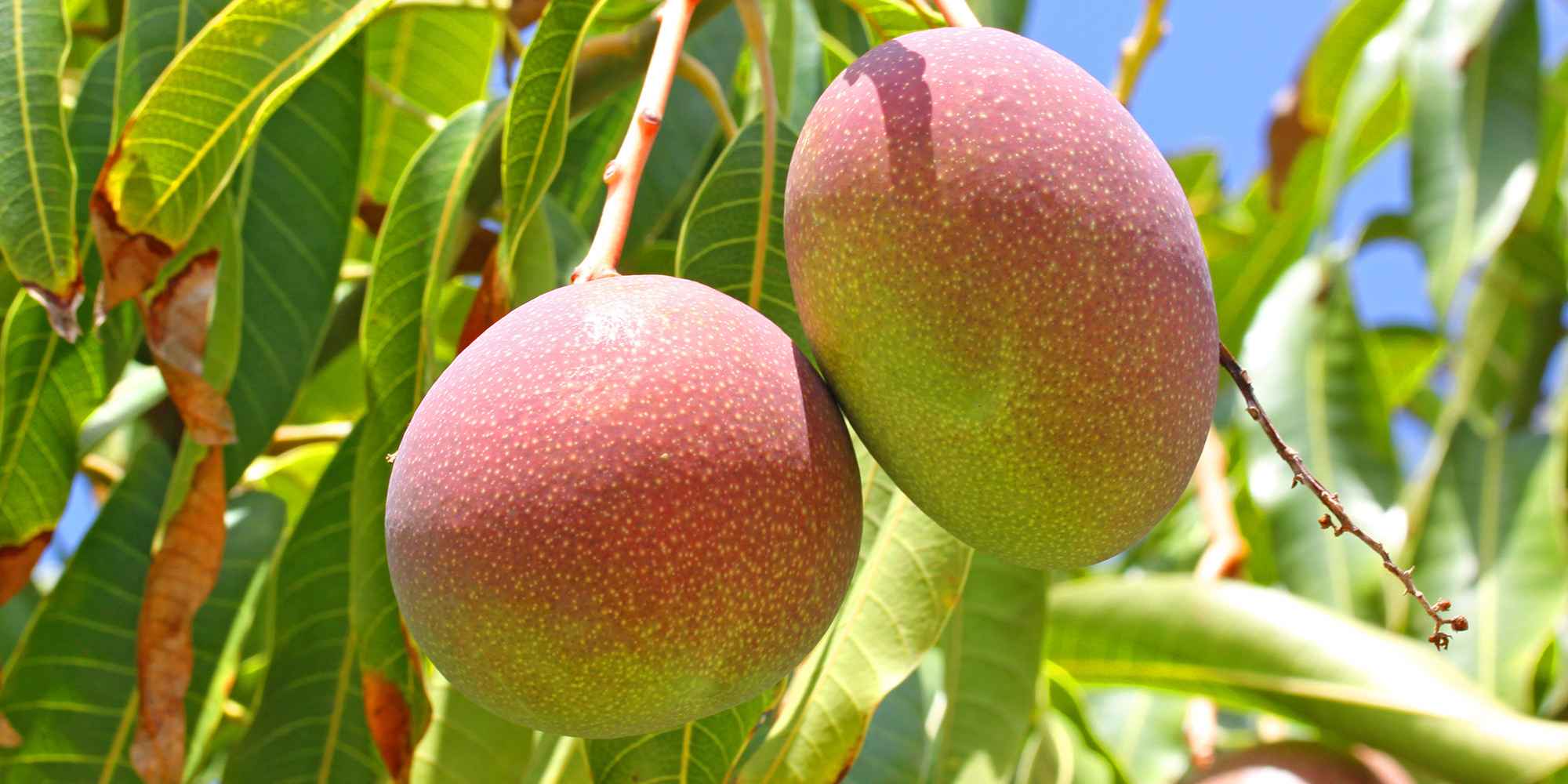 Mango Fruit Crop