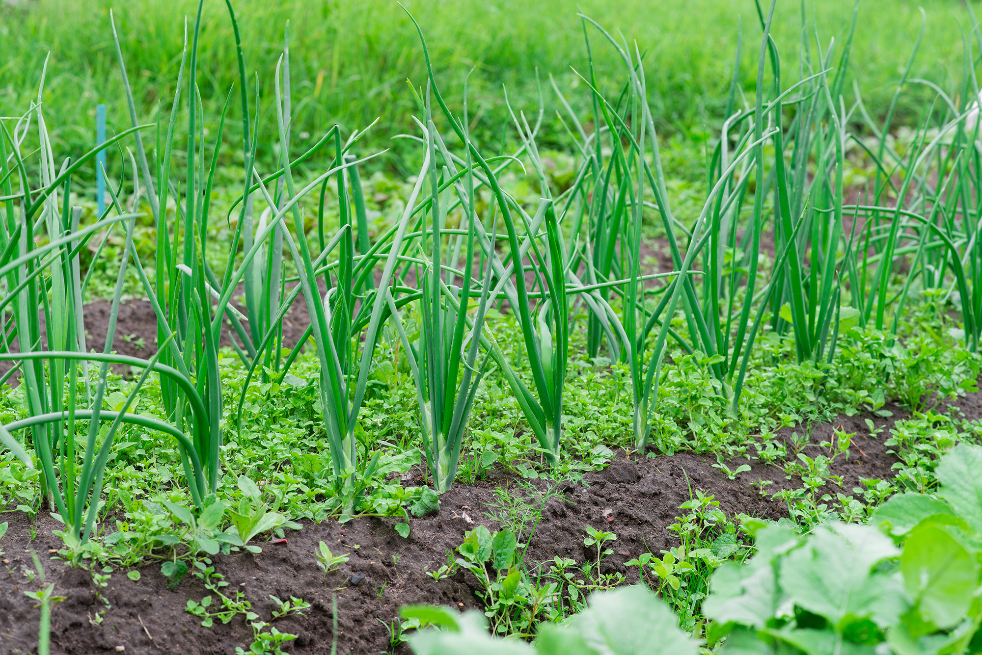 Weed Management in Onions- Greenlife Crop Protection Africa