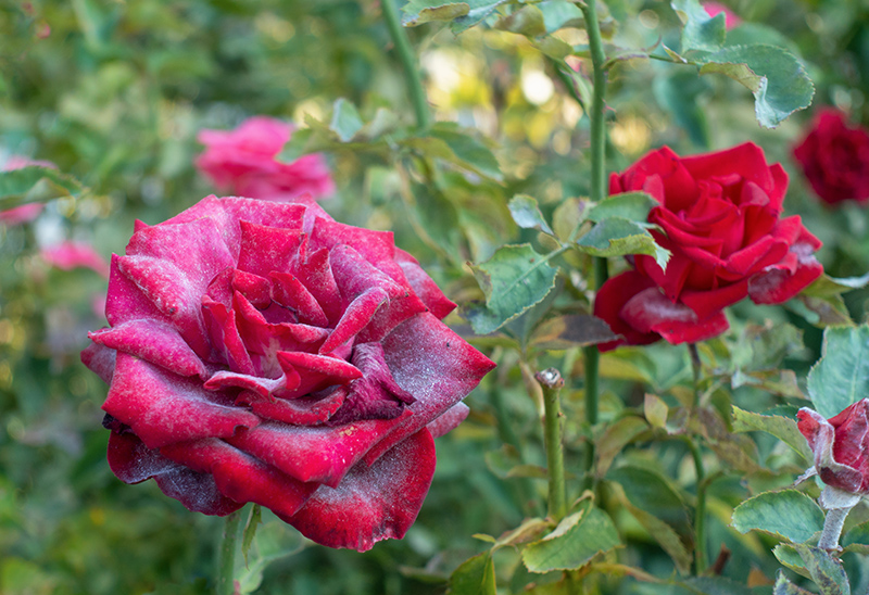 Powdery mildew (sphaerotheca pannosa var.rosae) on Roses- Greenlife Crop Protection Africa