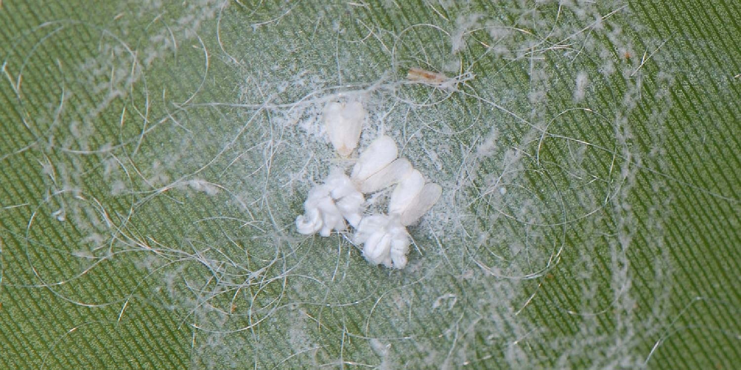 Mango Spiraling Whitefly- Greenlife Crop Protection Africa