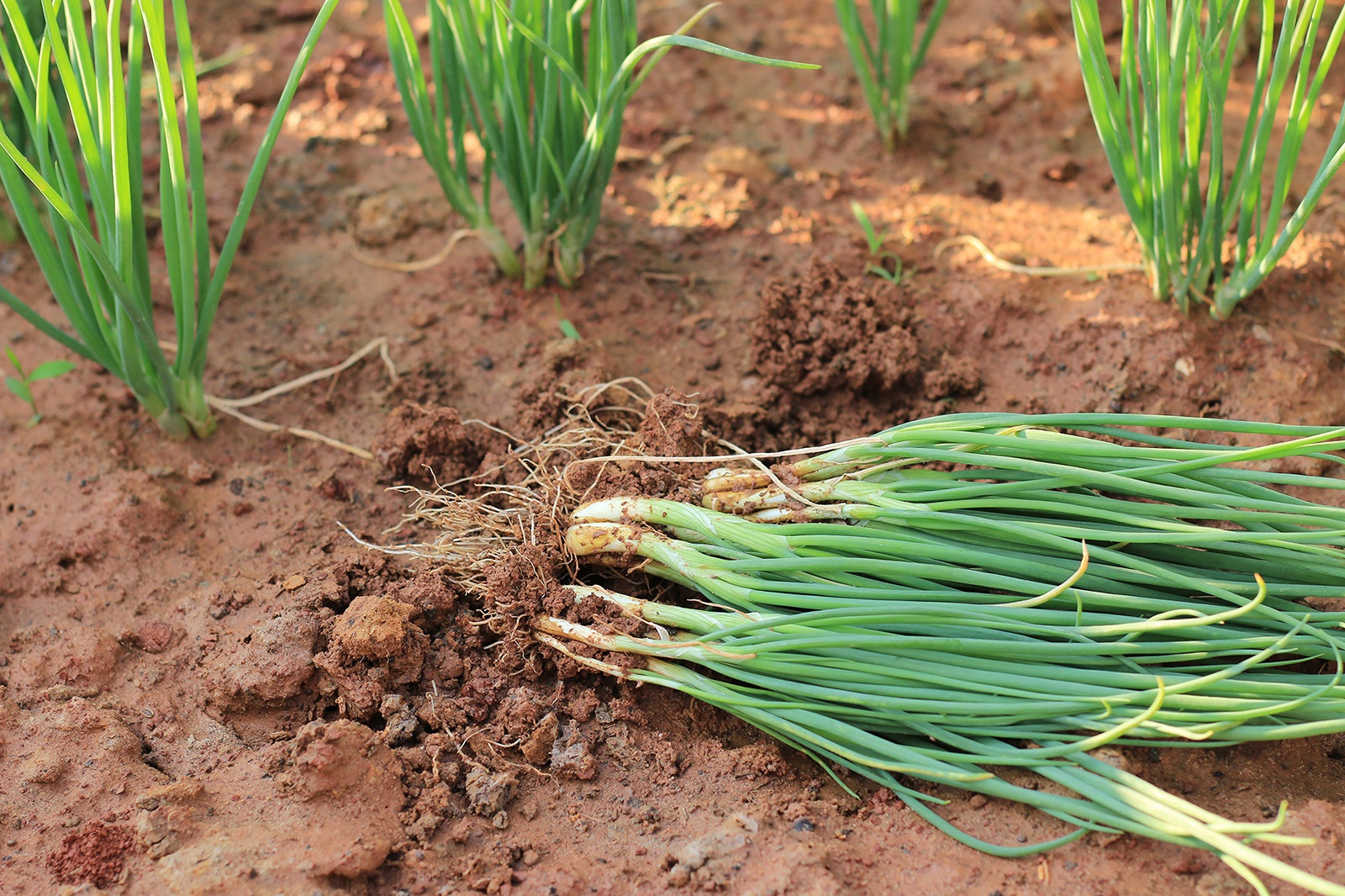Spring onions farming in Kenya- Greenlife Crop Protection Africa