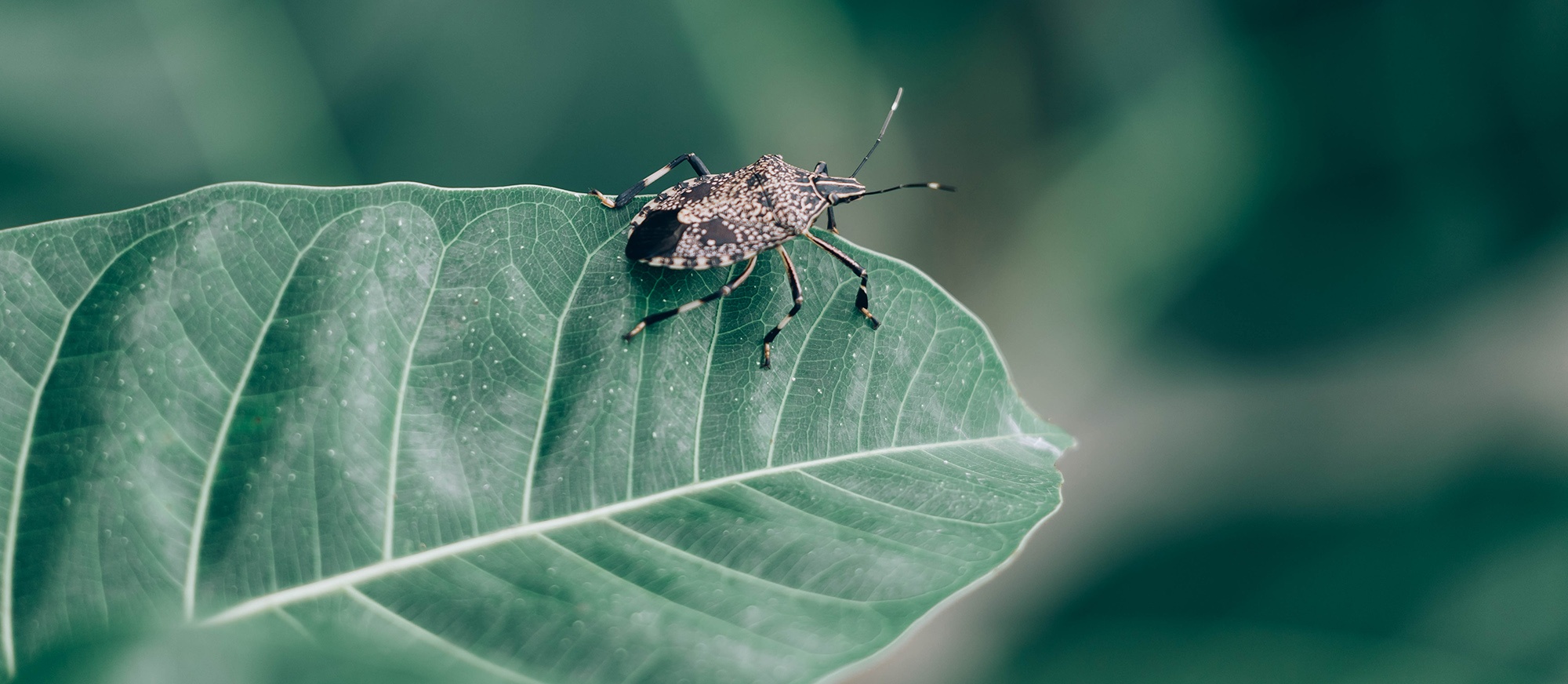 Stink bugs in Macadamia- Greenlife Crop Protection Africa