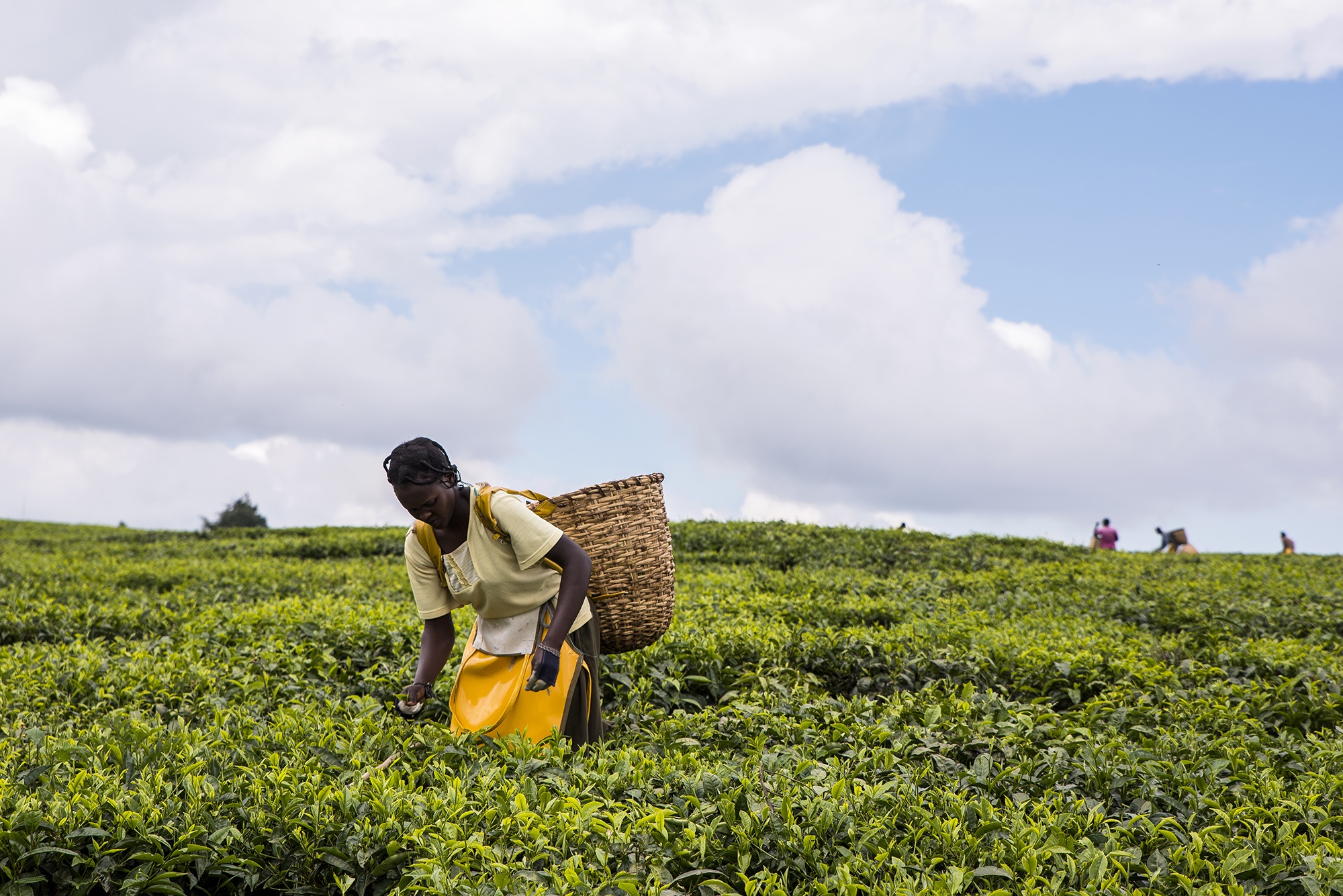 Tea farming- Greenlife Crop Protection Africa