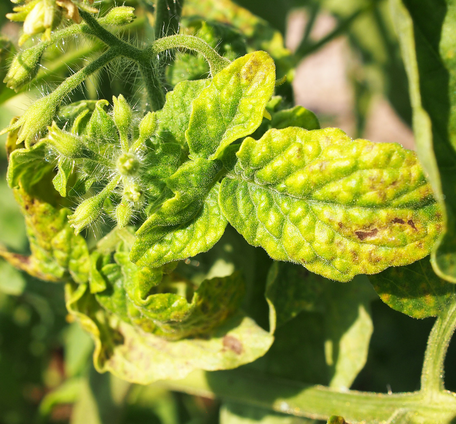 Tomato yellow leaf curl virus- Greenlife Crop Protection Africa