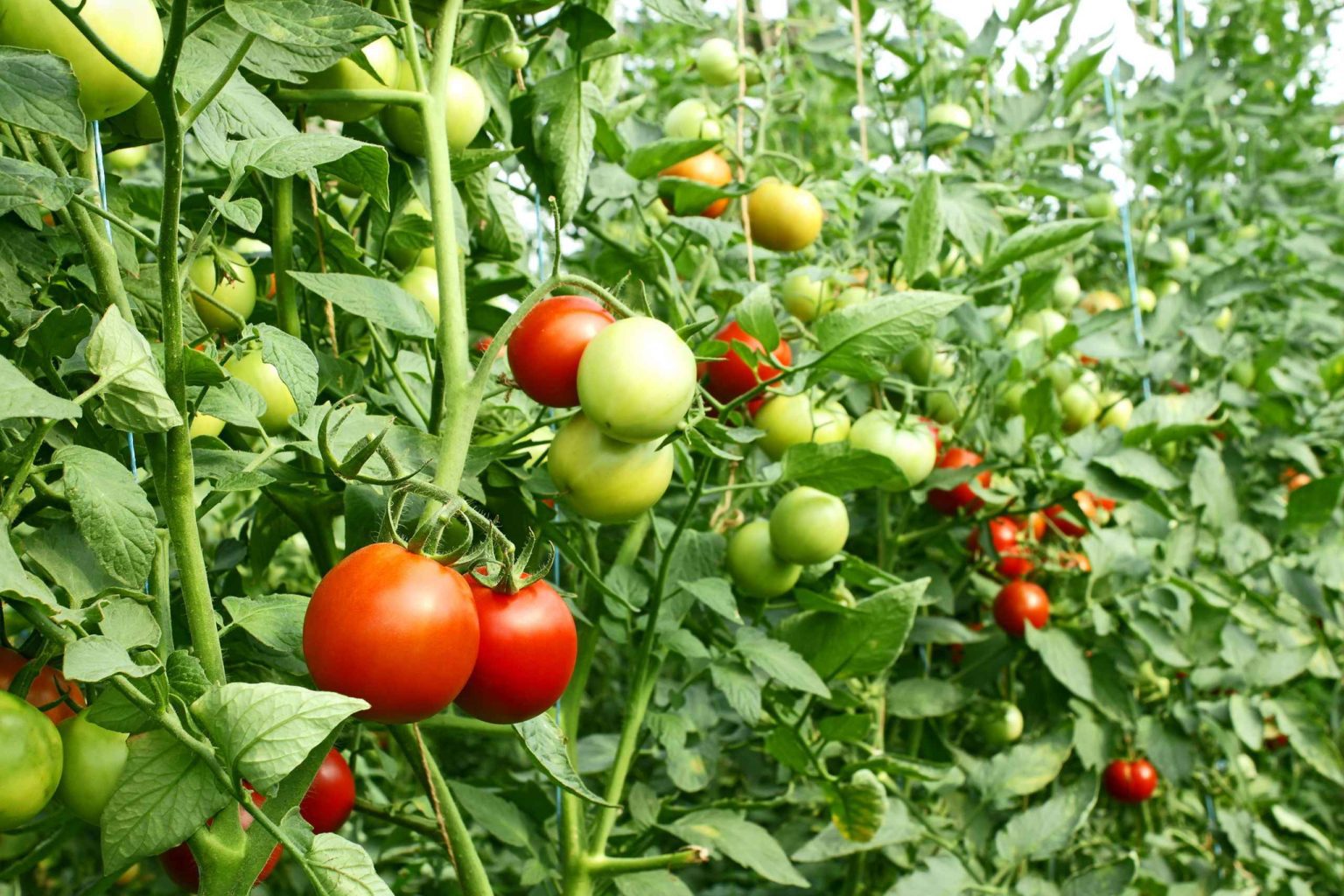 Greenhouse tomatoes