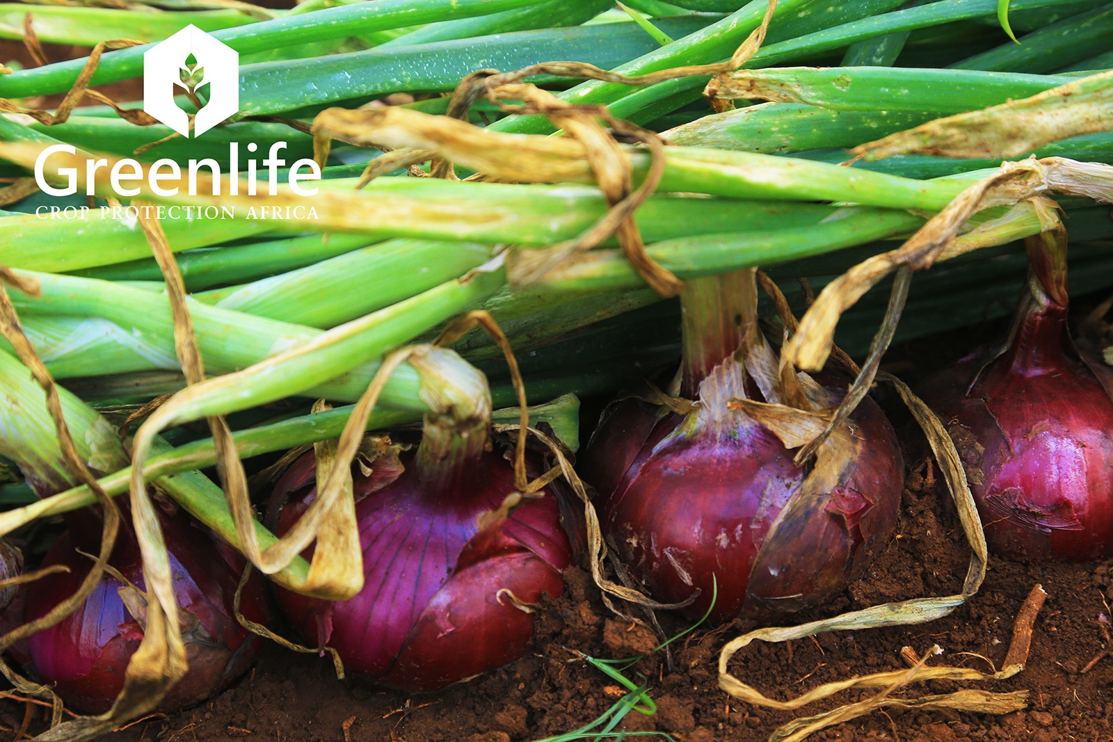 Onion farming in Kenya- Greenlife Crop Protection Africa