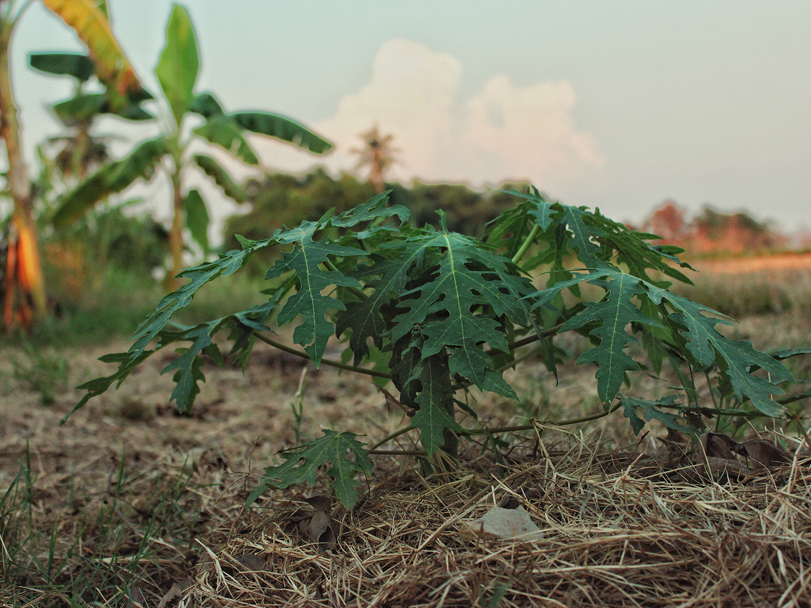 Papaya Production- Greenlife Crop Protection Africa