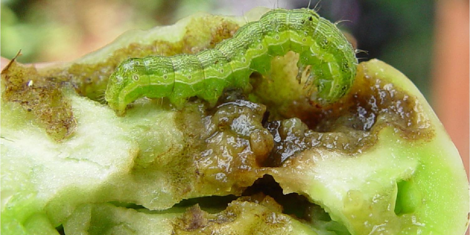 African Bollworm- Greenlife Crop Protection Africa