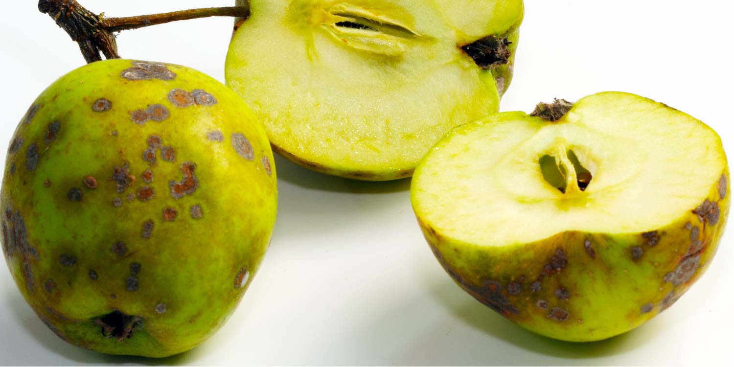 Apple Scab- Greenlife Crop Protection Africa