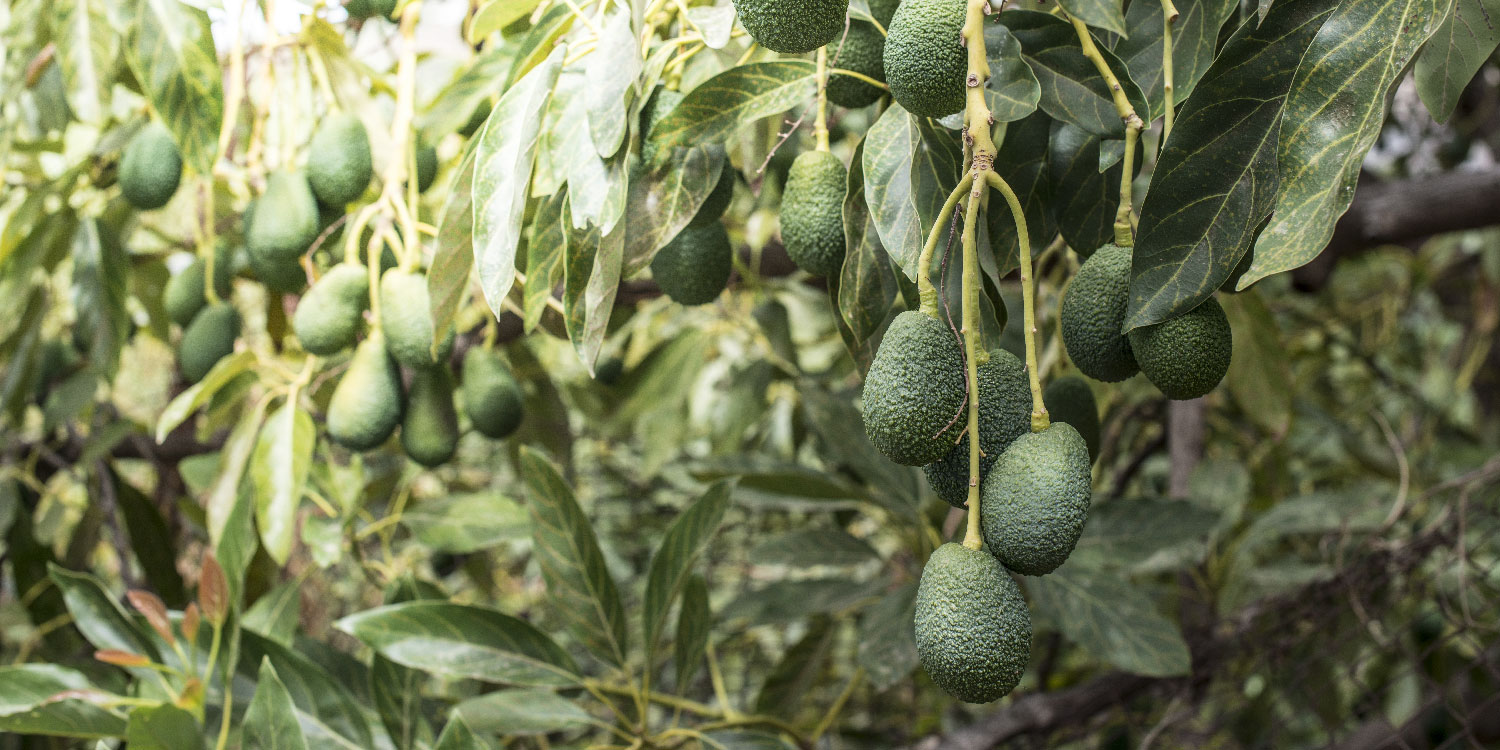 Avocado Farming- Greenlife Crop Protection Africa