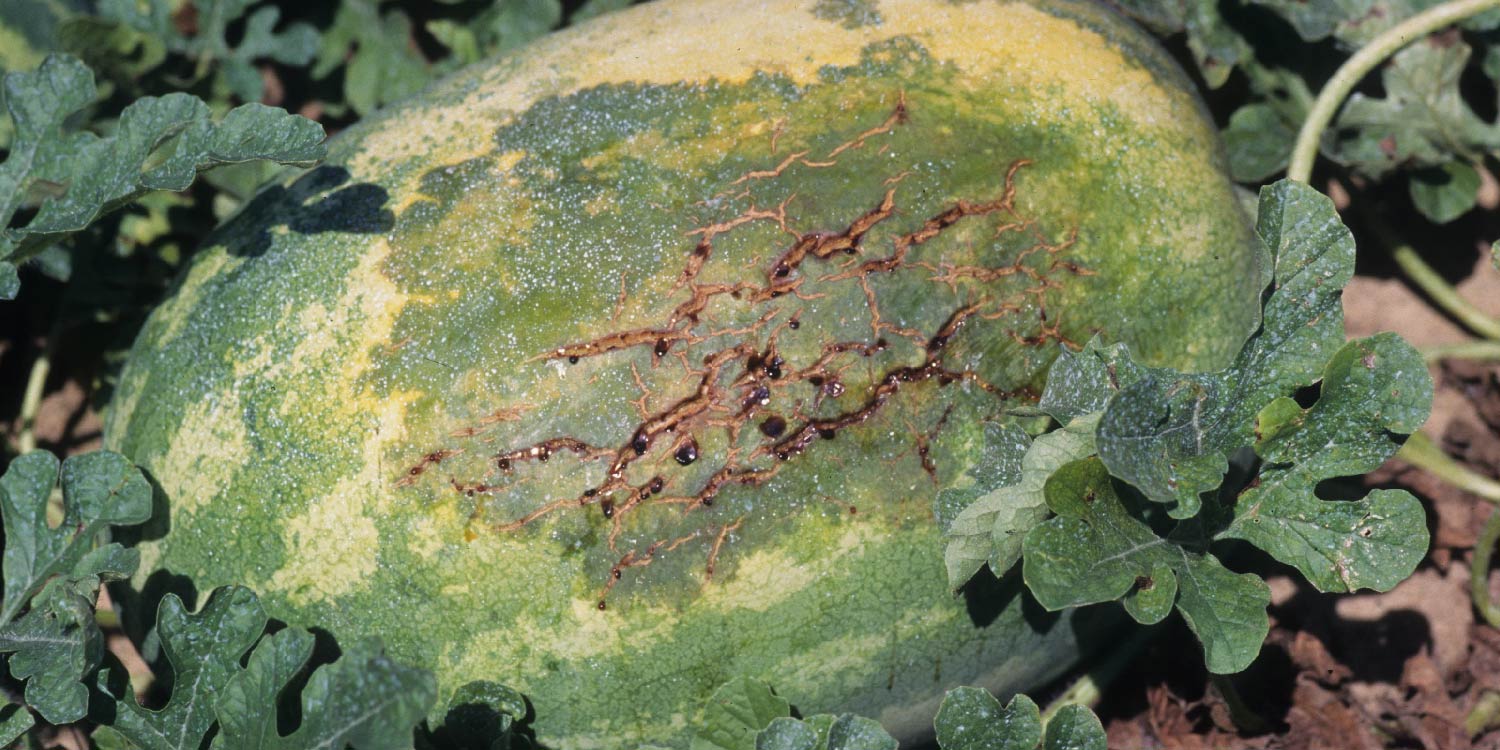 Bacterial Fruit Blotch in Watermelon- Greenlife Crop Protection Africa