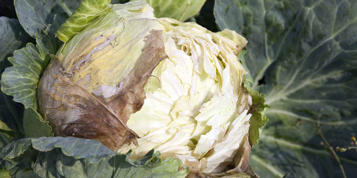 Bacterial Soft Rot of Cabbage- Greenlife Crop Protection Africa