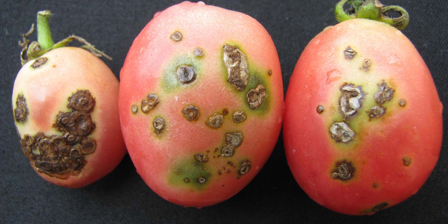 Capsicum & Tomato Bacterial Spot- Greenlife Crop Protection Africa