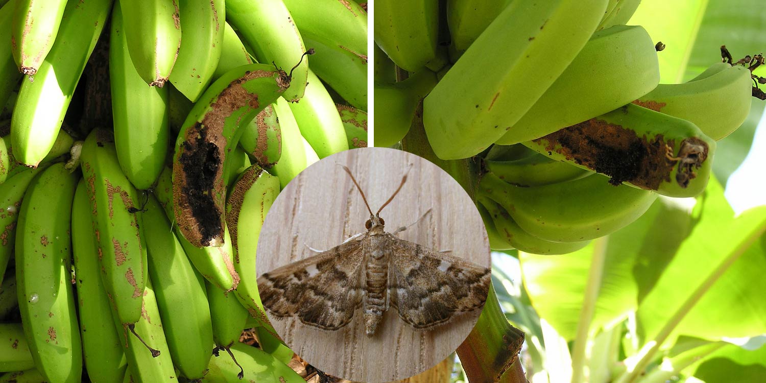 Banana Scab Moth (Nacoleia octasema)- Greenlife Crop Protection Africa