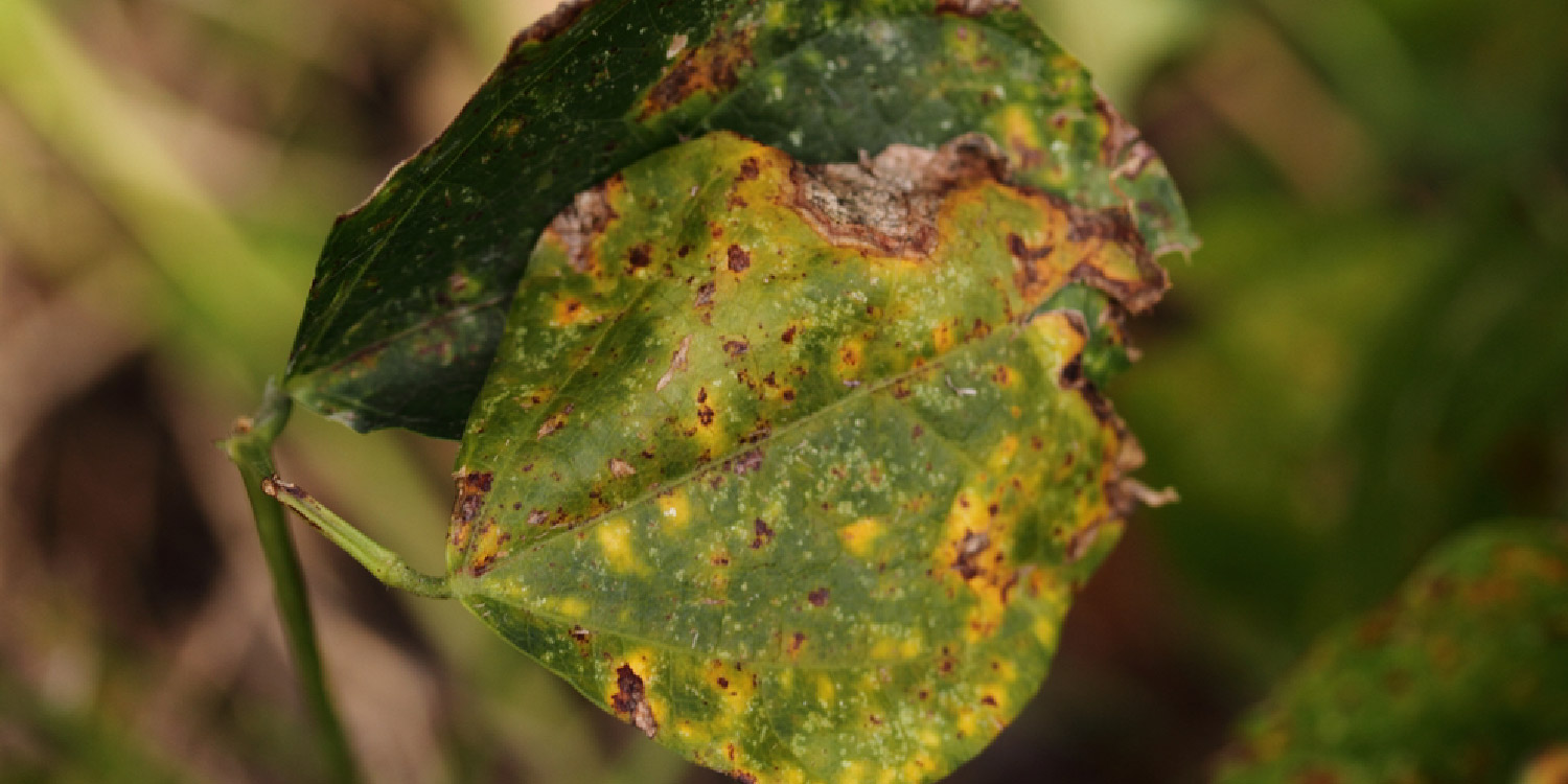 Bean Anthracnose- Greenlife Crop Protection Africa