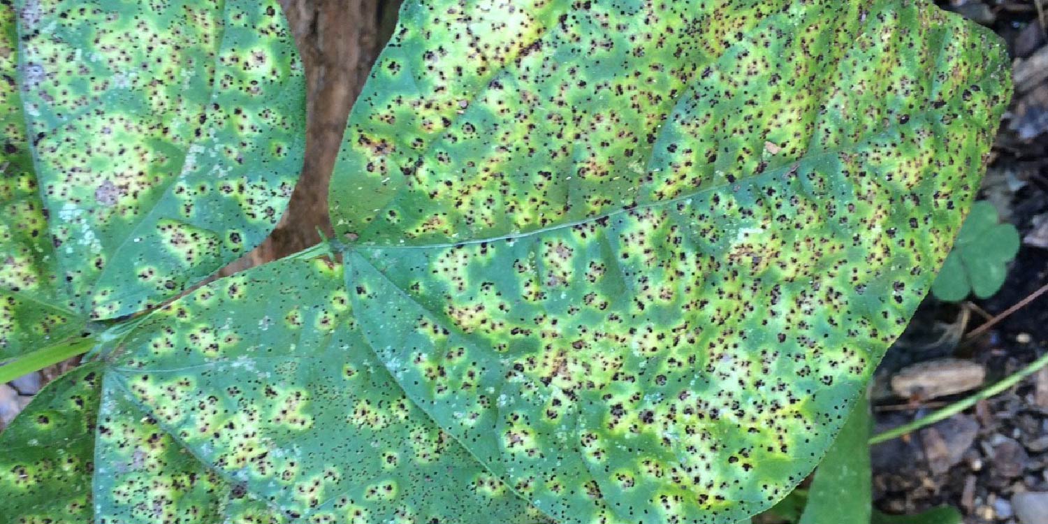 Bean Rust- Greenlife Crop Protection Africa