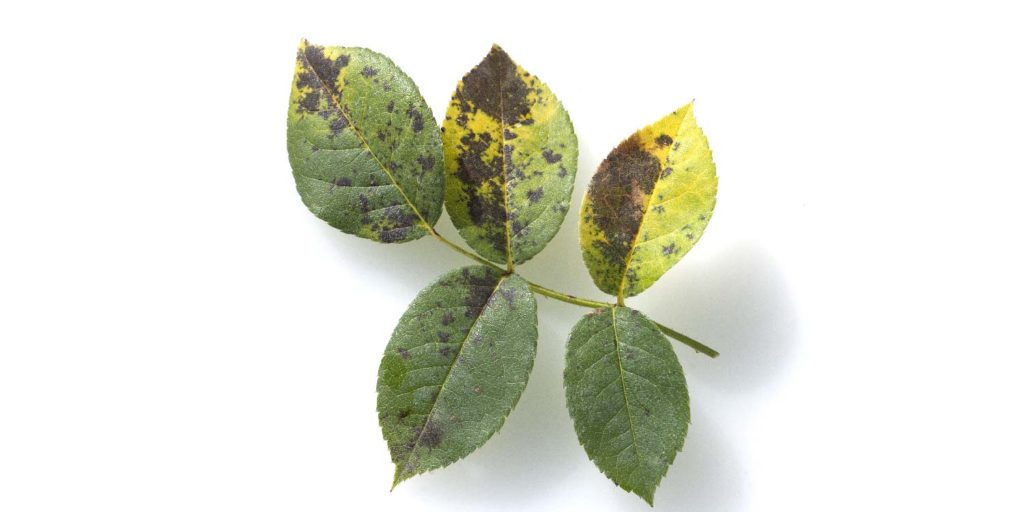 Black Spot Of Roses Greenlife 2024 Update
