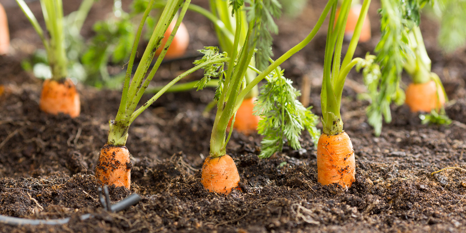 Weed Management in Carrot- Greenlife Crop Protection Africa