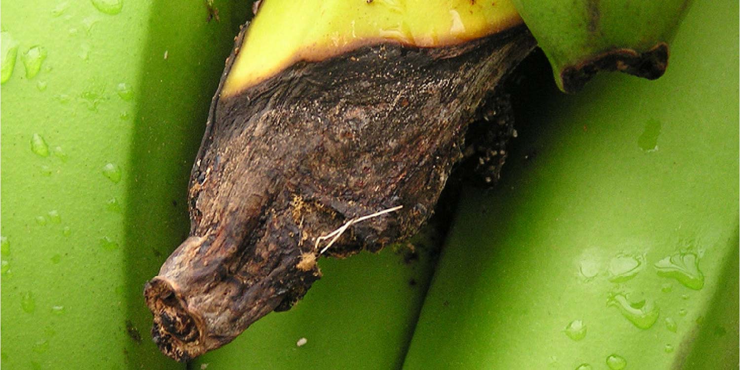 Cigar End Rot of Banana- Greenlife Crop Protection Africa