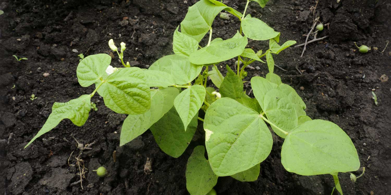 How to ensure perfect nutrition on beans- Greenlife Crop Protection Africa