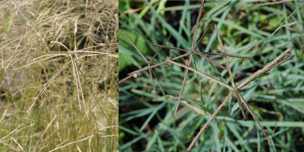 Star Grass Greenlife 2024 Update