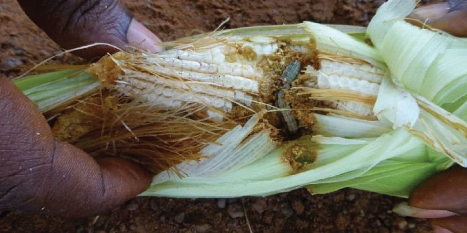 Maize is susceptible to numerous pests and diseases, such as stem borers, armyworms, and maize lethal necrosis disease, which can cause significant losses to farmers. Integrated pest and disease management, including the use of resistant varieties, biological control, and cultural practices, could help control these pests and diseases and reduce crop losses.