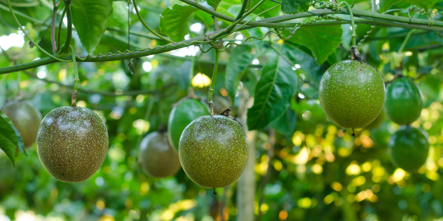 The A-Z of Passion Fruit Farming- Greenlife Crop Protection Africa