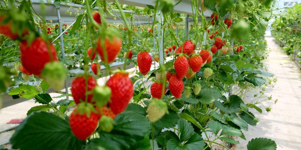 Insecticides | Greenlife Crop Protection Africa