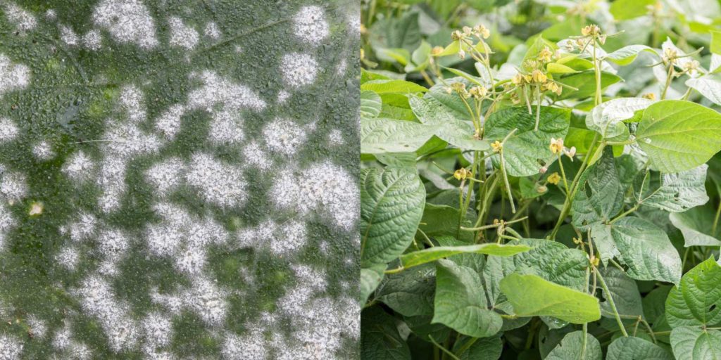 Powdery Mildew Of Green Grams Greenlife 2024 Update