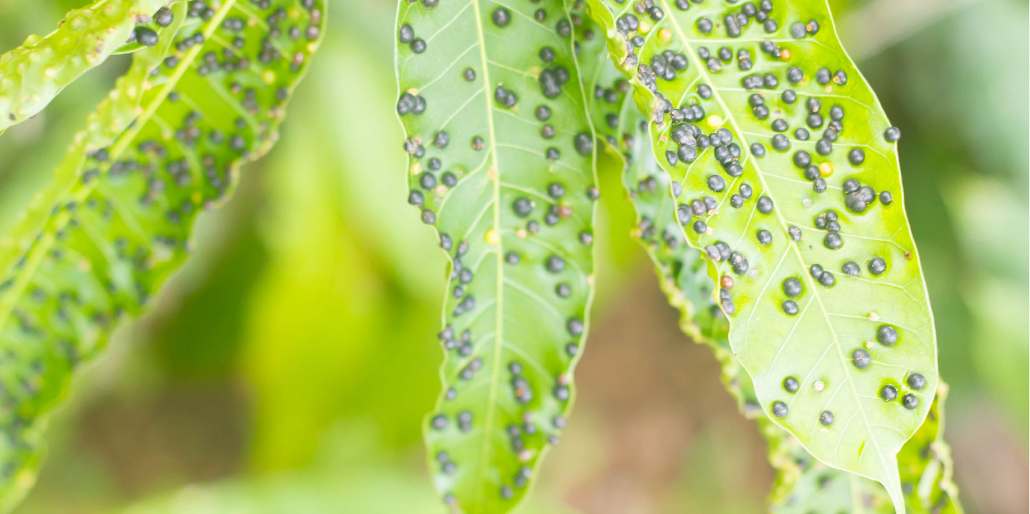 Mango Gall Midge and all you need to know- Greenlife Crop Protection Africa