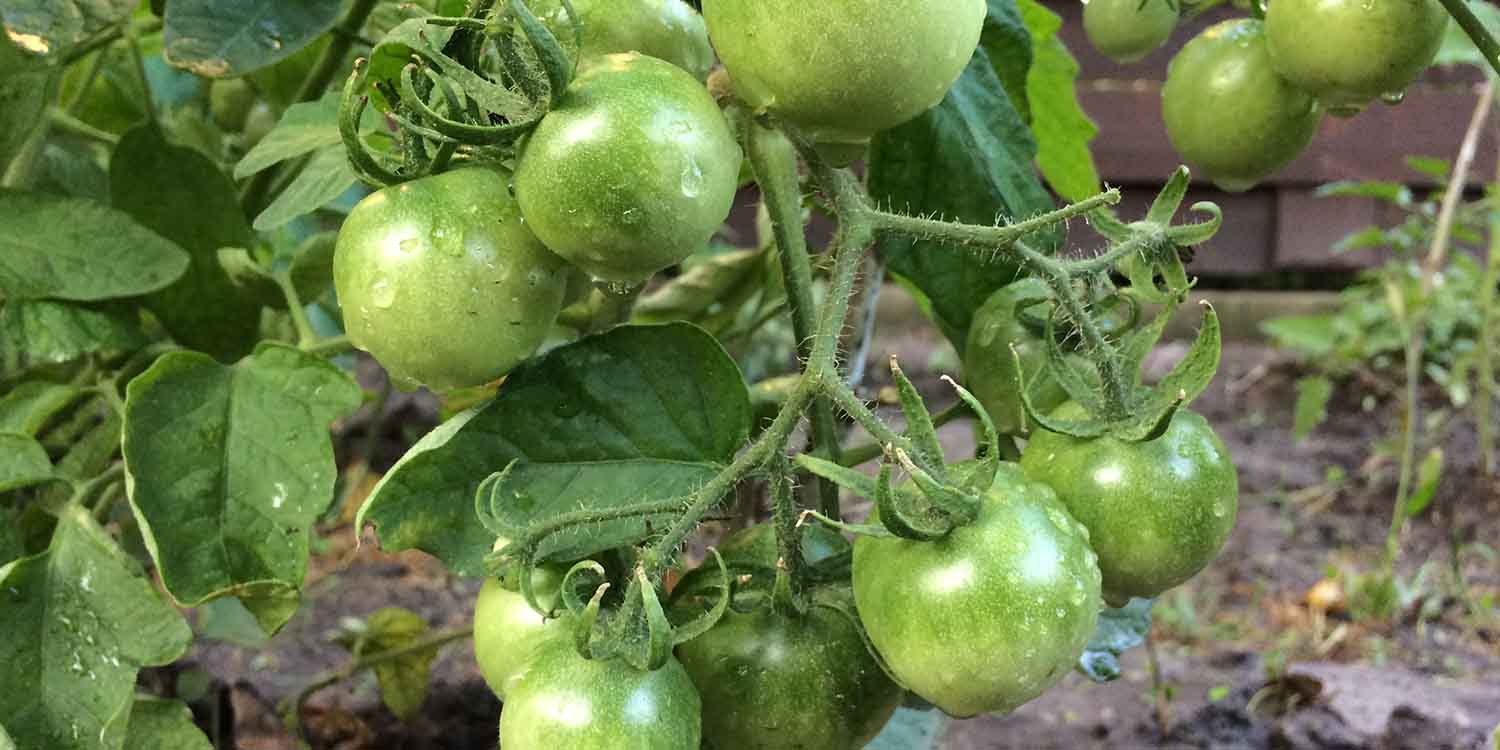 Growing Hybrid Tomato Randah (F1)- Greenlife Crop Protection Africa