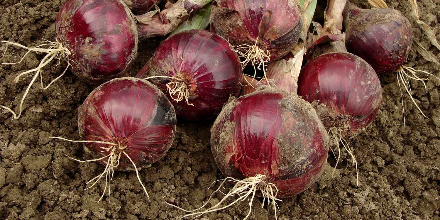 How to Grow Hybrid Onion Red Coach F1- Greenlife Crop Protection Africa