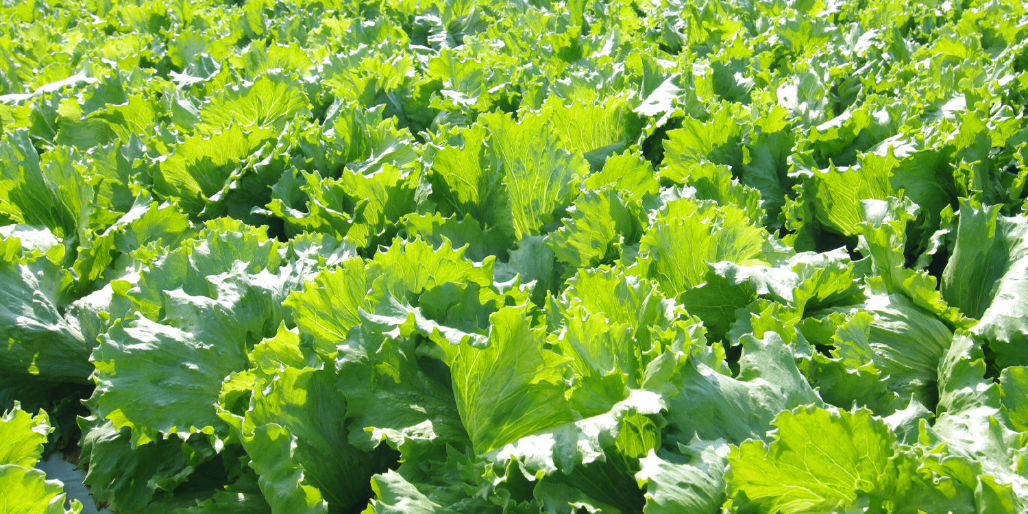 Lettuce Farming- Greenlife Crop Protection Africa