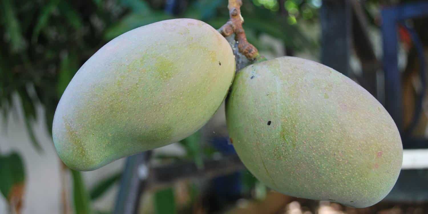 Mango- Greenlife Crop Protection Africa