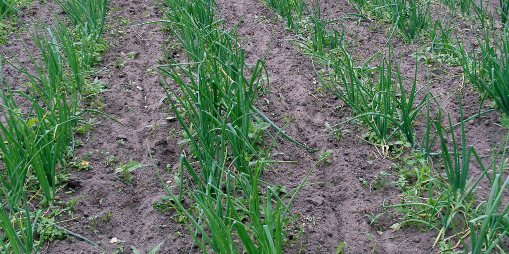 Weed Management In Onions Greenlife 2023 Update