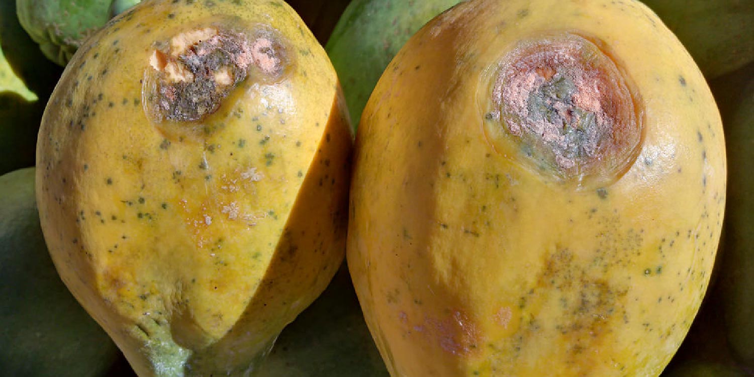 Papaya Anthracnose- Greenlife Crop Protection Africa