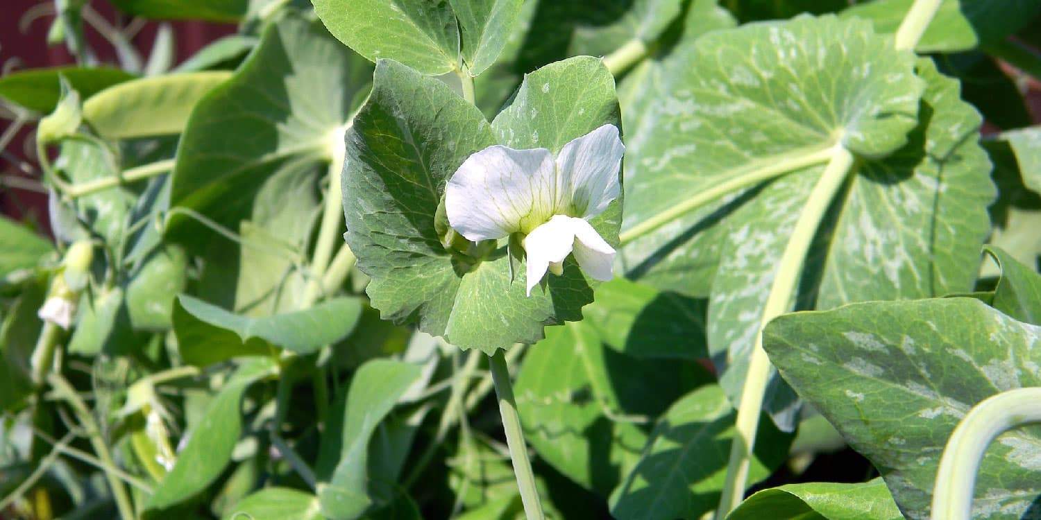 Snow Peas- Greenlife Crop Protection Africa